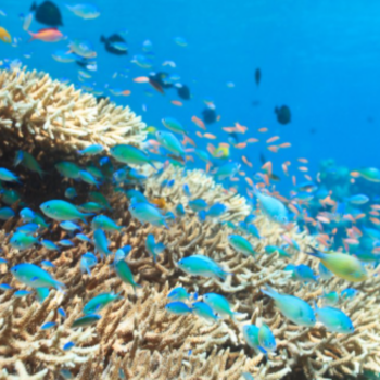 Hope for Coral Reefs with Tim Lamont